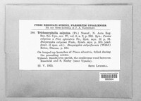 Dasyscyphus calycinus image